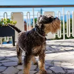 Martina